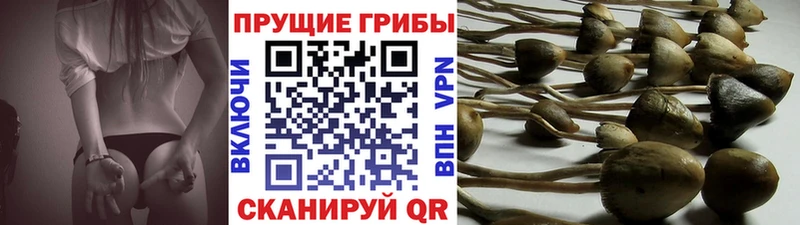 купить закладку  Мглин  Псилоцибиновые грибы Magic Shrooms 